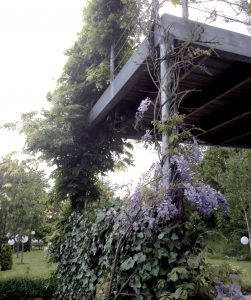wisteria-mot-balkong