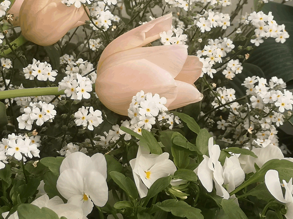 Tulipa ´Apricot Beauty´ vilar i en bädd av vit förgätmigej och vit pensé