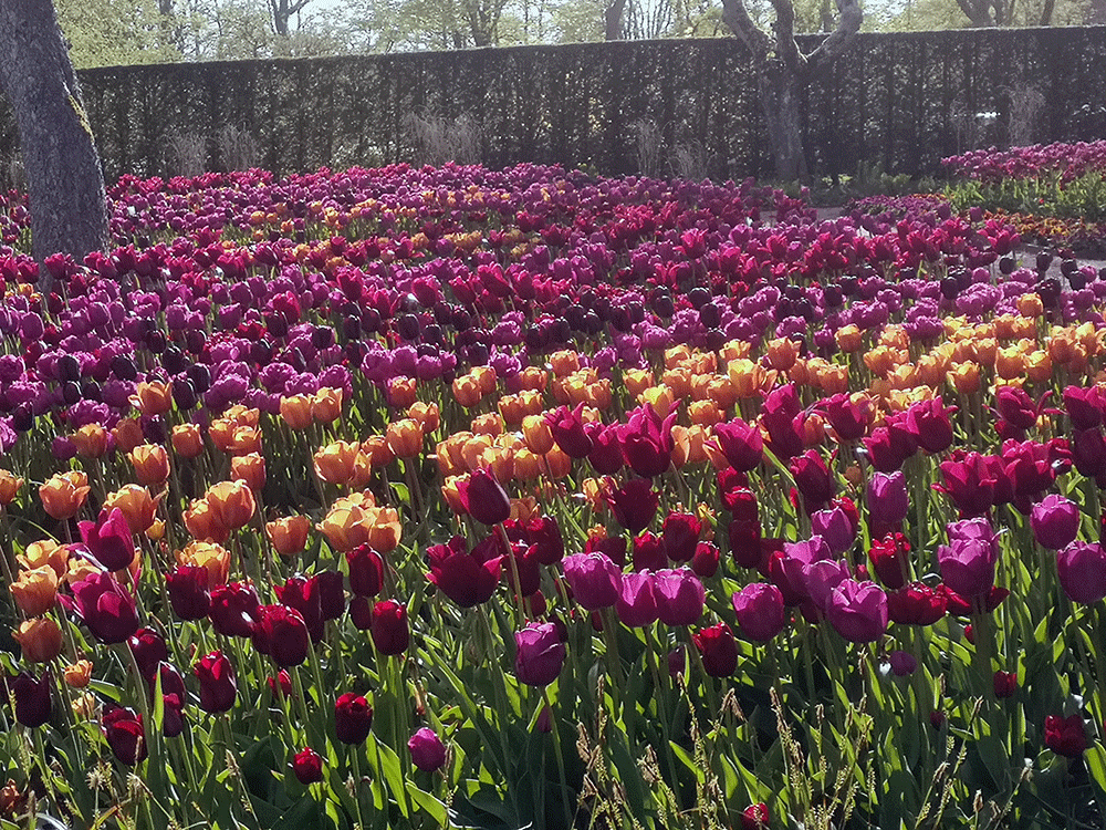 Färgstarka stråk av tulpaner i Jubileumsträdgården