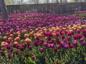 Färgstarka tulpaner i Jubileumsparken